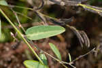 White moneywort